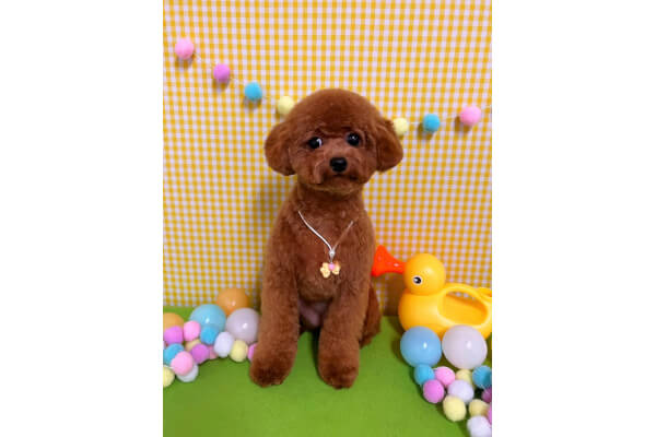 dog salon amu_3