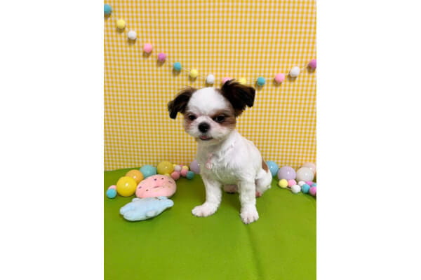 dog salon amu_4