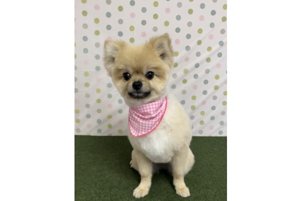 dog salon amu_1