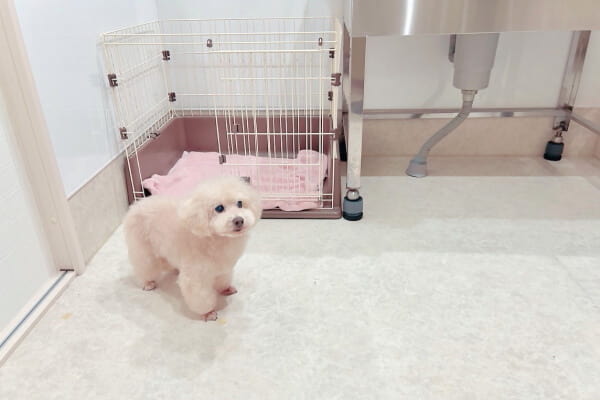 Dog Salon Fuji_2