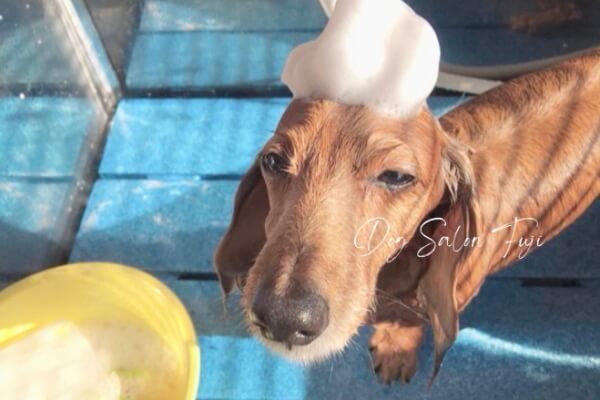 Dog Salon Fuji_4