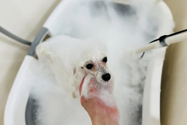 dog care salon ほわほわ_4