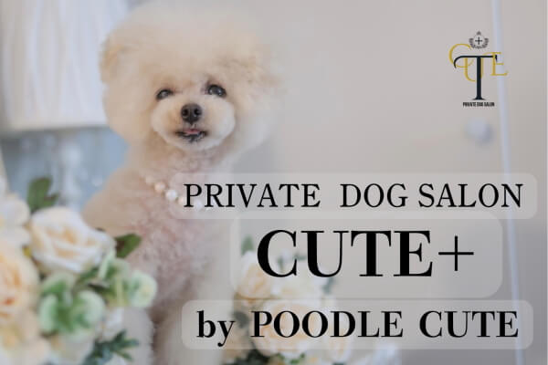 CUTE+byPOODLECUTE