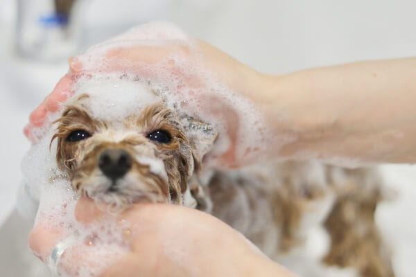 CUTE+byPOODLECUTE_4