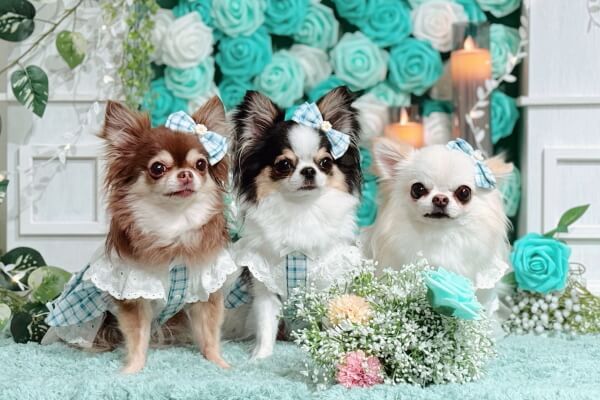 COTTON DOGSALON