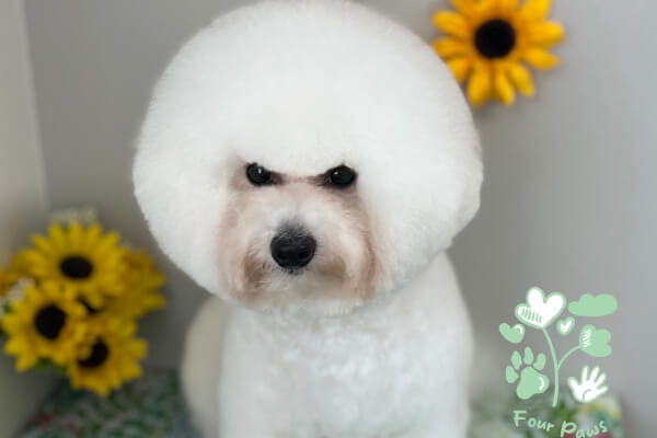 Four Paws_2