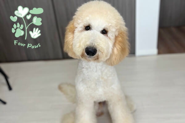 Four Paws_1