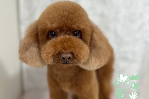 Four Paws_3