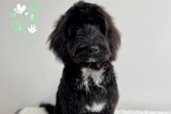 Four Paws_4