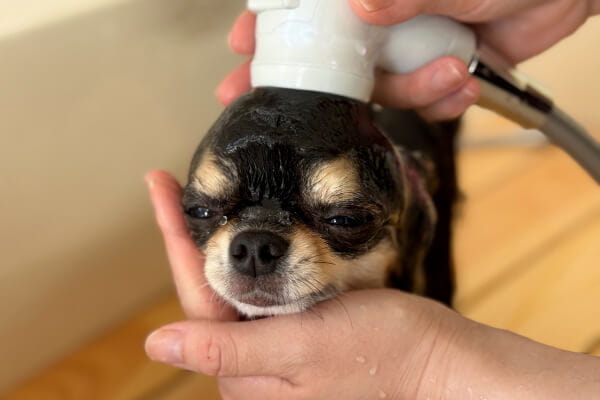 Dogsalon EN_4