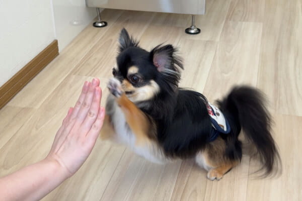Dogsalon EN_2