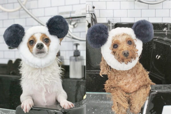 Dogsalon TOK. _2