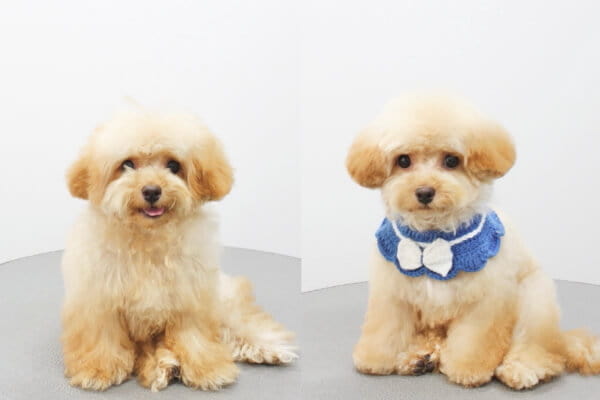 Dogsalon TOK. _3