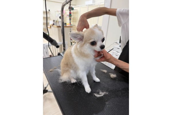 Dog Salon パレハ 前橋店