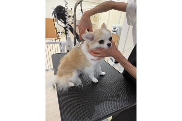 Dog Salon パレハ 前橋店_1