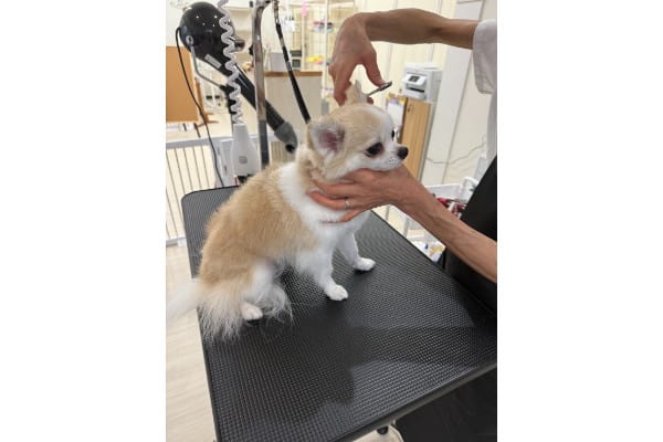 Dog Salon パレハ 前橋店_2
