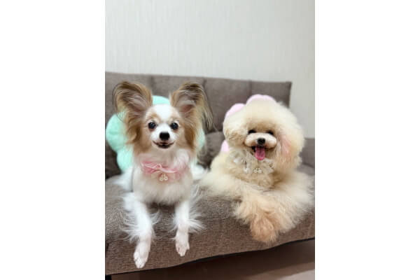 Dog salon Lino