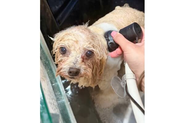 Dog salon Lino_2
