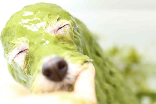 Dog Salon BONNY_3