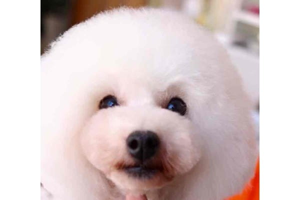 Dog Salon BONNY_4