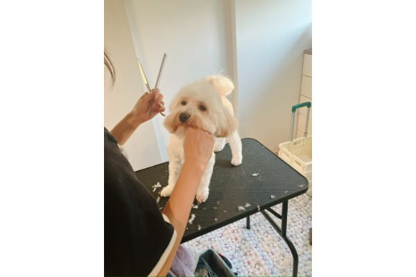 訪問トリミングもこぐるみん_3